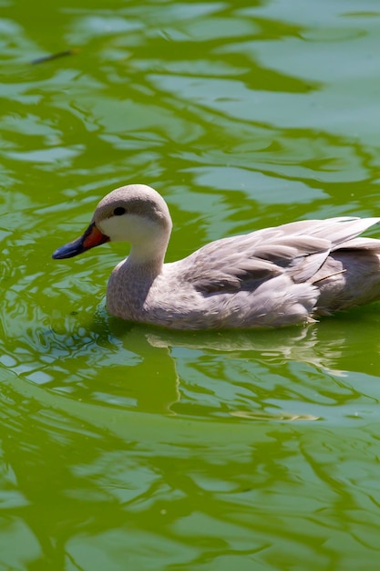 Familia de patos nadando felizmente en un río de agua verde