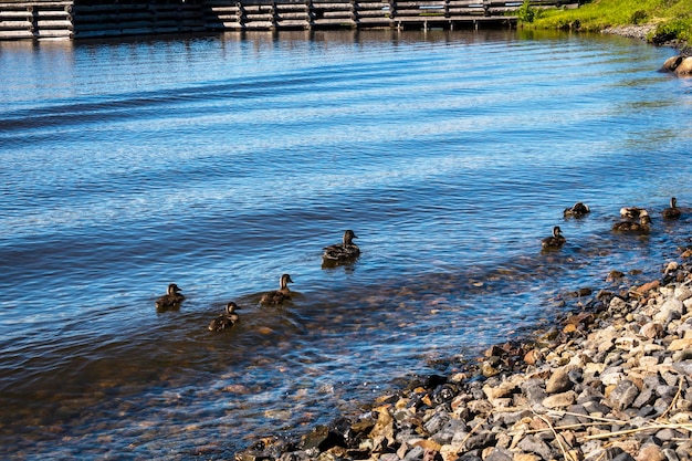 Una familia de patos, un pato con patitos, nada cerca de la orilla del lago.