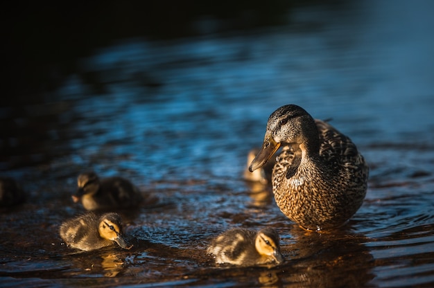 Familia de patos con pollitos de pato en Vyborg, Rusia