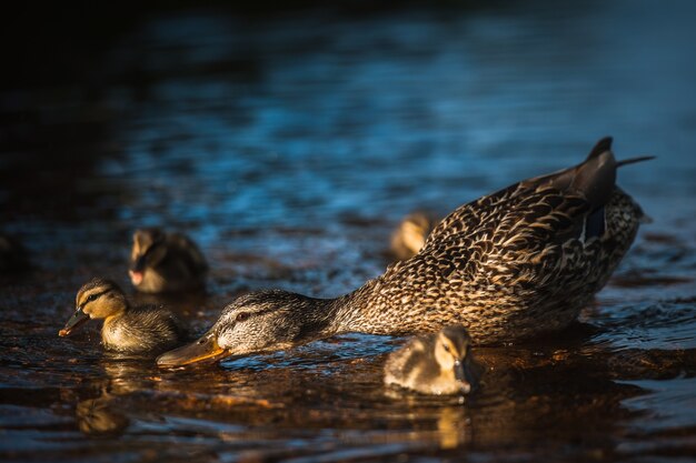 Familia de patos con pollitos de pato en Vyborg, Rusia