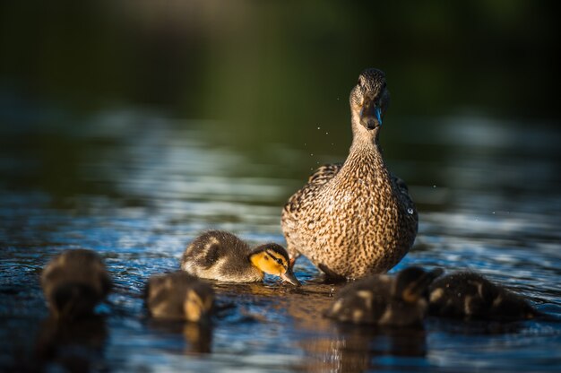 Familia de patos con pollitos de pato en Vyborg, Rusia