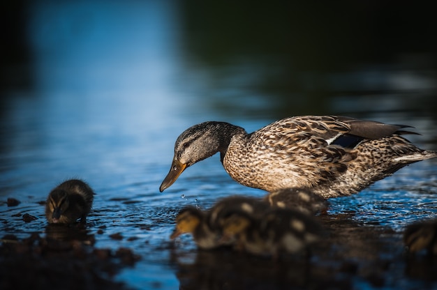 Familia de patos con pollitos de pato en Vyborg, Rusia