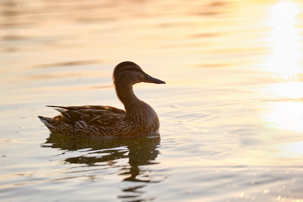 Familia de patos salvajes de pájaro madre y sus polluelos nadando en el agua del lago al atardecer brillante. Concepto de observación de aves.