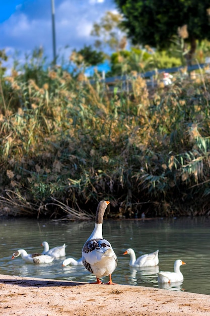 Familia de patos Unión animal