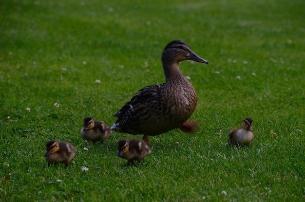 familia de patos