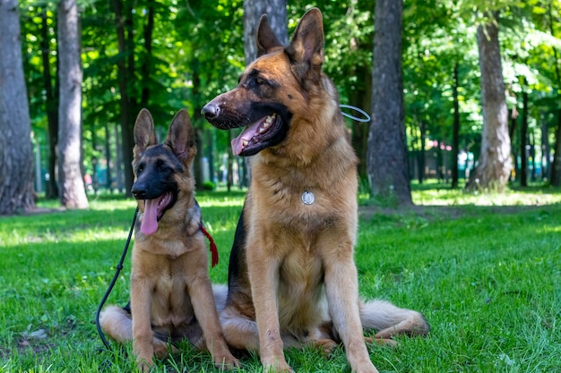 Familia de perros