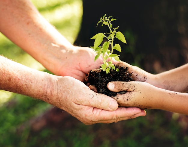 Família plantando uma nova árvore para o futuro