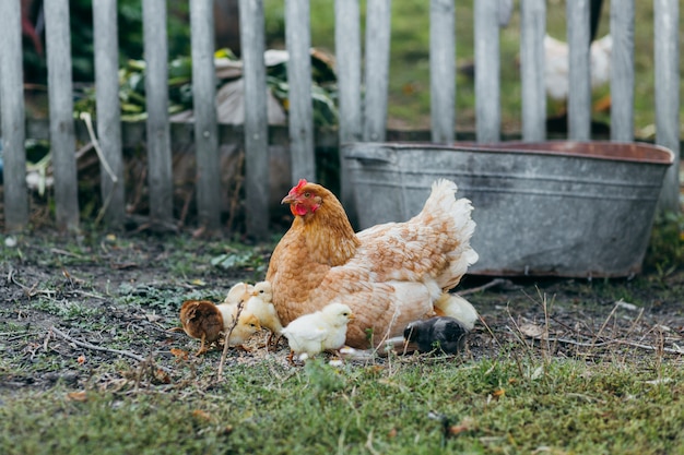 Familia de pollos en el patio.