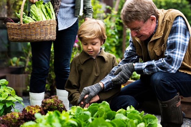 Familia recogiendo verduras de jardín de patio trasero