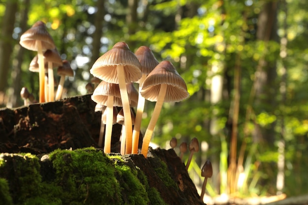 Familia de setas sobre un musgo verde