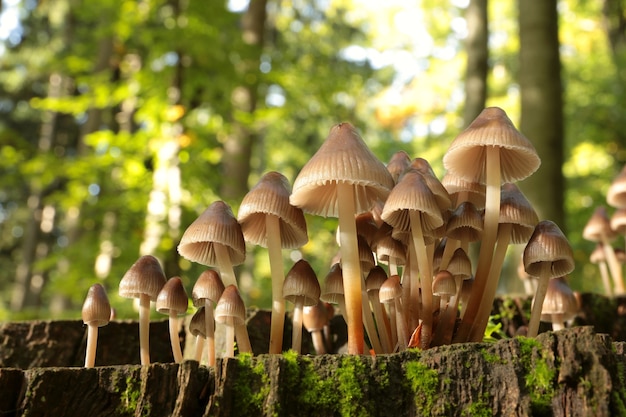 Familia de setas en el tronco de un árbol