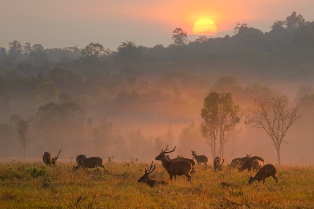 Família Sunset Deer na província de Thung Kramang Chaiyaphum, Tailândia