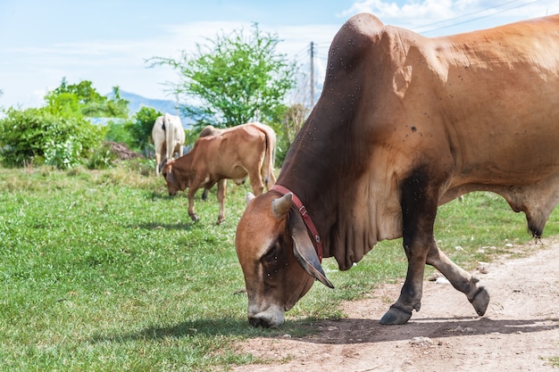 Familia tailandesa blanca de la vaca en el campo verde que vaca tradicional en urbano.