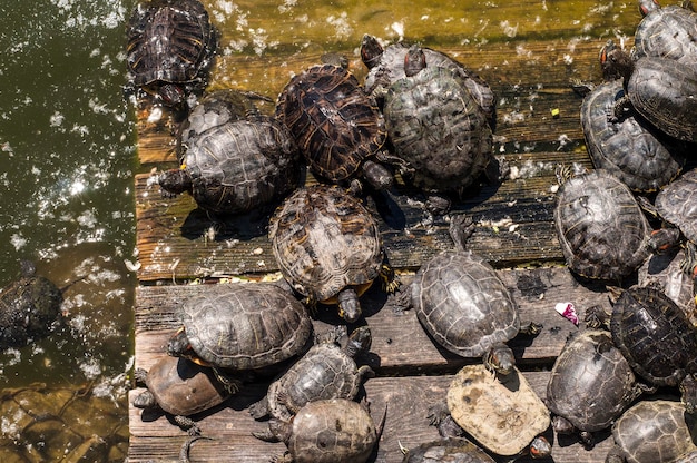 Una familia de tortugas salvajes descansa cerca del agua.