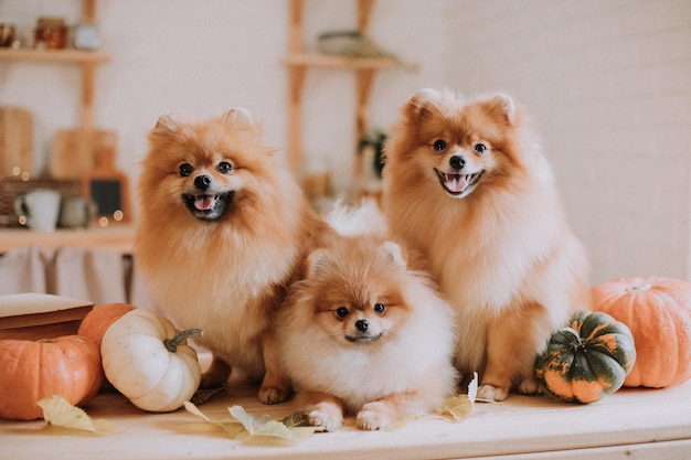 Familia de tres pequeños spitz peludos rojos lindos posando acostados entre calabazas en una superficie de madera. tres perros están sentados en la cocina de otoño. Productos para mascotas. espacio para texto. foto de alta calidad