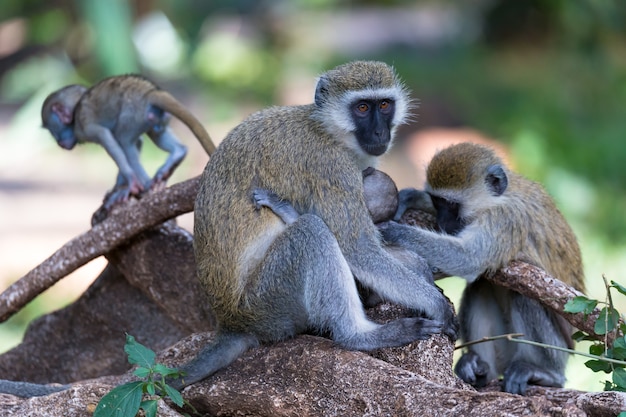 Una familia Vervet con un pequeño mono bebé