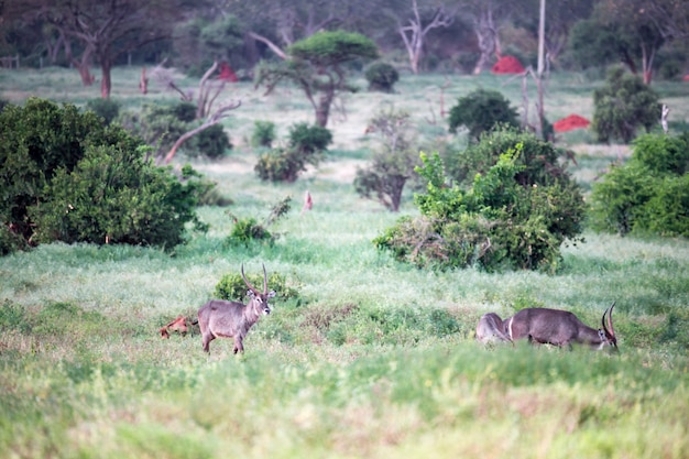 Familia Waterbuck sentado en la hierba alta