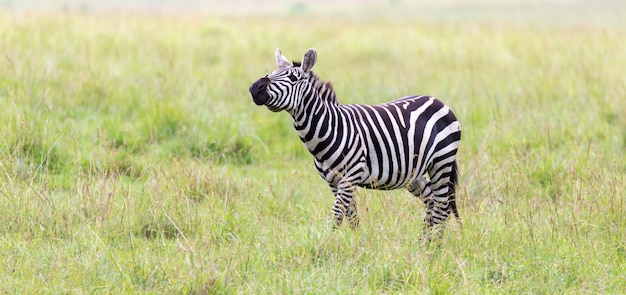 La familia Zebra pasta en la sabana muy cerca de otros animales.