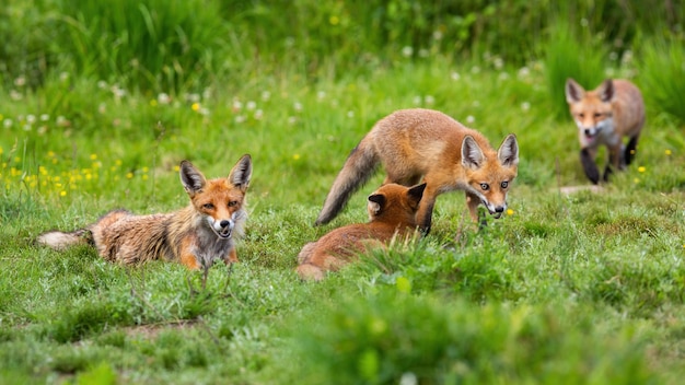 Familia de zorro rojo descansando sobre la pradera en la naturaleza de verano