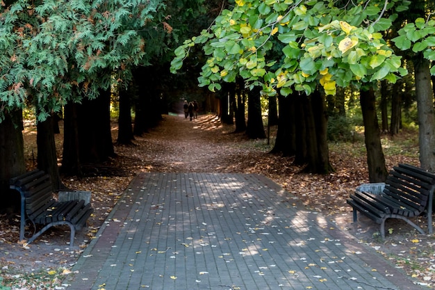 familie bei einem spaziergang im park eine schöne gasse im park