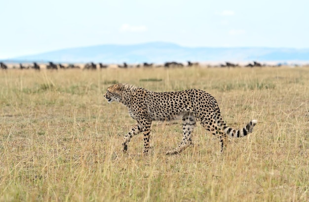 Familie Cheetah Masai Mara Nationalpark in Kenia