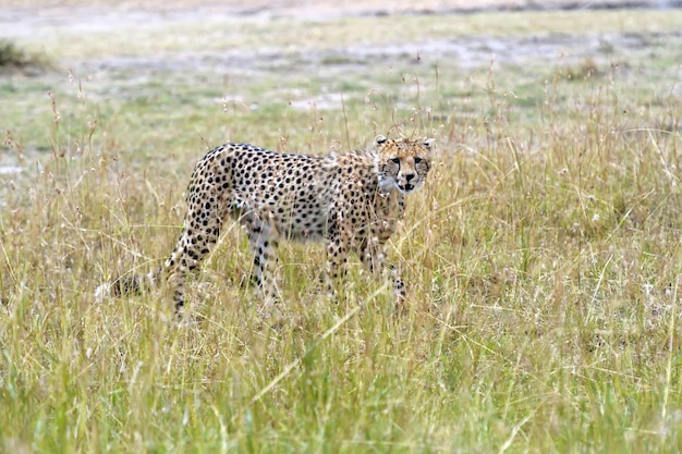 Familie Cheetah Masai Mara Nationalpark in Kenia