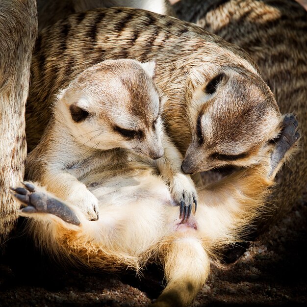 Familie der Erdmännchen