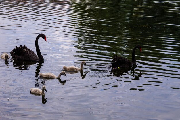 Familie der schwarzen Schwäne, die auf der Seeoberfläche schwimmt