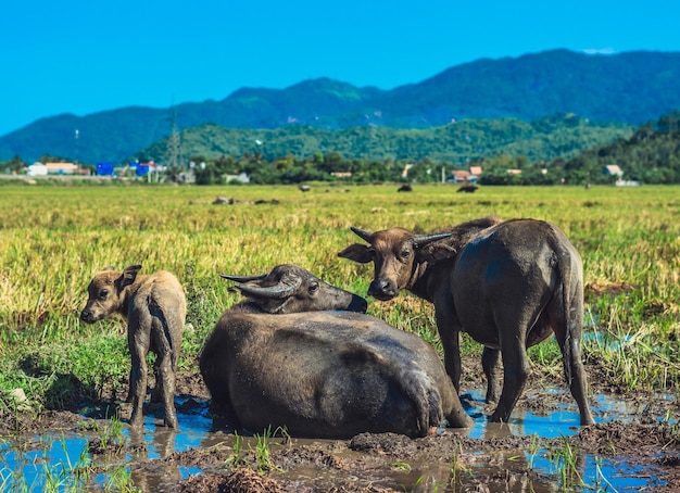 Familie der Wasserbüffel Stehend grasen Zusammen Reis Gras Feld Wiese Sonne bewaldeten Berge Hintergrund klarer Himmel Landschaft Landschaft Schönheit der Natur Tiere Konzept Spätsommer Frühherbst Tag