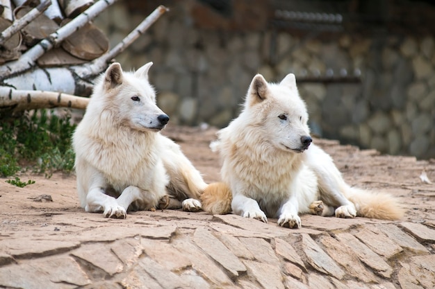 Familie der weißen Albino-Wölfe liegt im Zoo