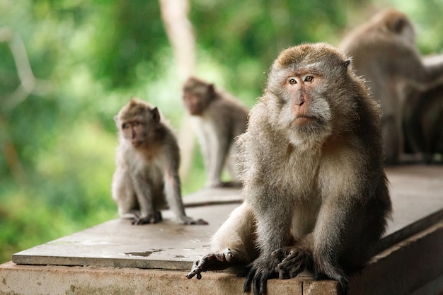 Familie des Langschwanz-Makaken - Macaca fascicularis - im heiligen Affenwald, Ubud, Indonesien