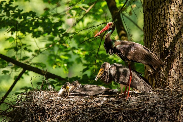 Familie des schwarzen Storchs, der auf Baum in der Sommernatur nistet