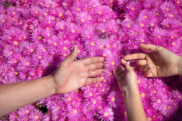 Familie Hände auf rosa Astern rosa Gänseblümchen Textur Hintergrund Eltern Hände auf violettem Hintergrund Kamille Konzept der Einheit Unterstützung Schutz und Glück Familienhände