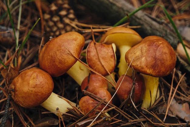 Familie junger Butterpilze im Kiefernwald