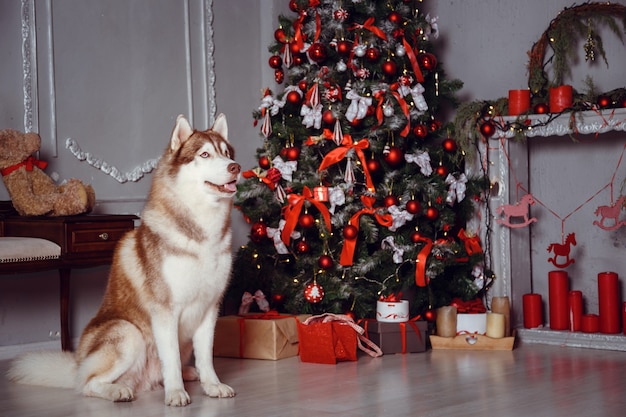 Familie mit Hund in einem Innenraum.