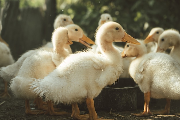 Familie von Enten und Entenküken Entlein trinkt Wasser junge Enten waschen im Wasser auf dem Bauernhof