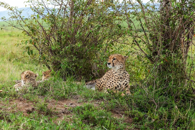 Familie von Geparden. Familie von Geparden über die Natur im Nationalpark der afrikanischen Savanne, Kenia. Gepard mit Jungtier in Masai Mara, Gepard, Safari, Natur, Kenia, national