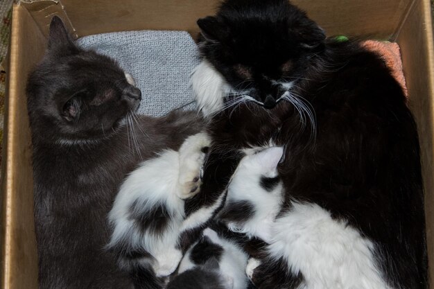 Familie von Katzen. Zwei Katzen und drei Kätzchen in einer Box