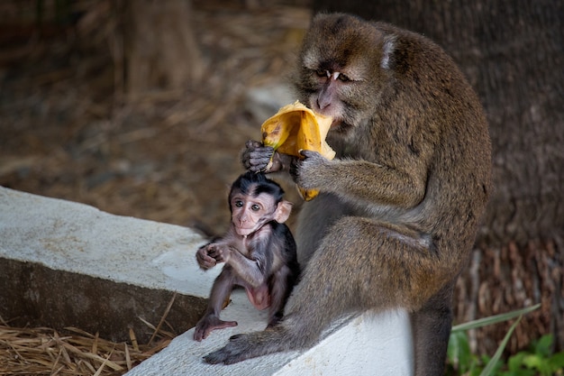 Familie von Langschwanzmakaken (Macaca fascicularis) Mutter füttert Baby eine Banane