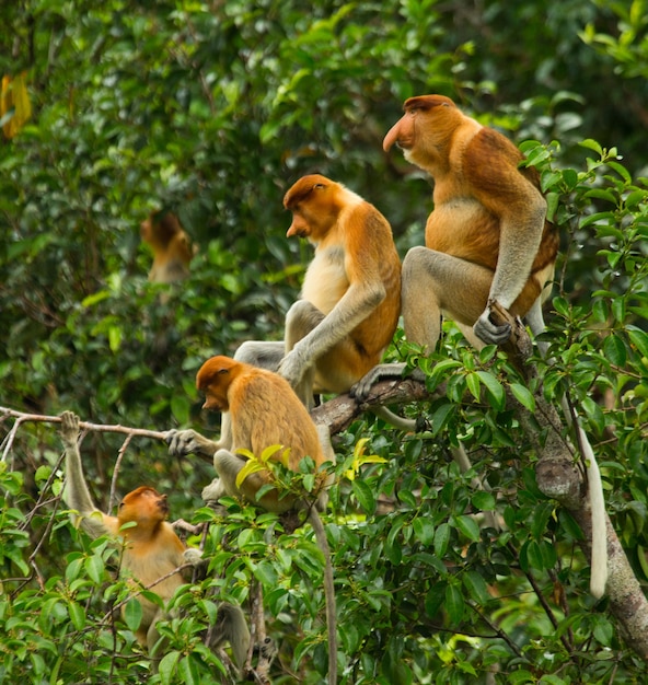 Familie von Nasenaffen sitzt in einem Baum im Dschungel. Indonesien. Die Insel Borneo.Kalimantan.