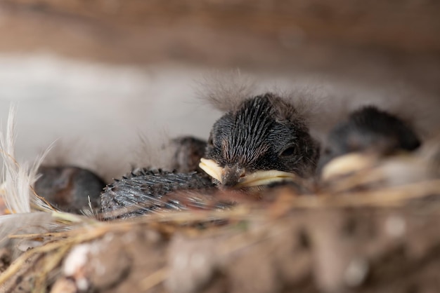 Familie von schwachen neugeborenen Schwalbenvögeln, die im Nest schlafen. Kleine Vögel im Nest