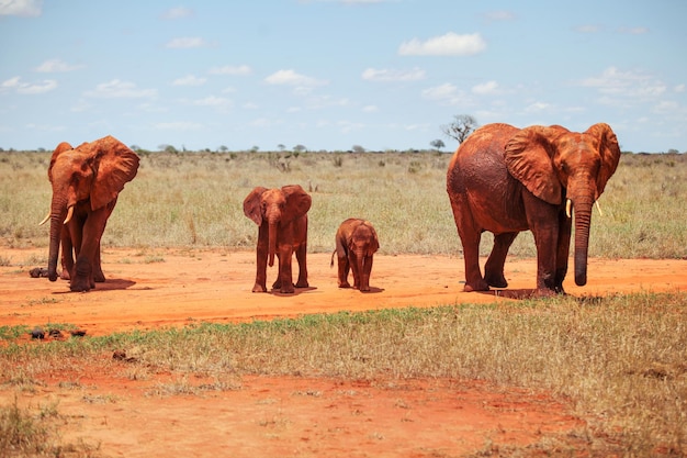 Familie von vier afrikanischen Buschelefanten (Loxodonta africana), die mit rotem Staub und Erde bedeckt sind und auf einer Savanne spazieren gehen, die auf einer Safari im Tsavo East Nationalpark, Kenia, entdeckt wurde.