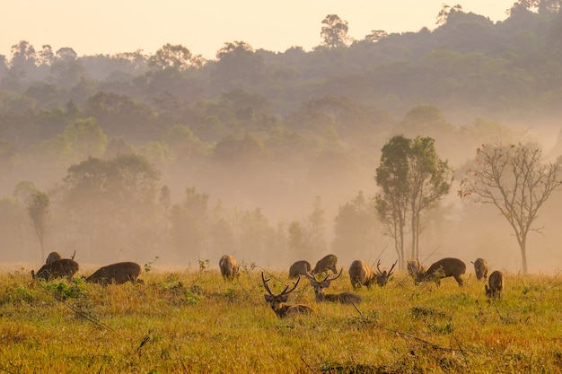 Familien-Sonnenuntergang-Rotwild bei Thung Kramang Chaiyaphum Province, Thailand