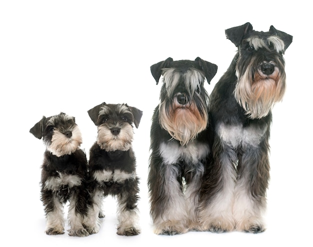 Familien-Zwergschnauzer