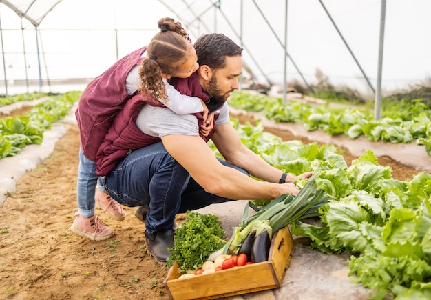 Familienbetrieb und landwirtschaftliche Ernte von Gemüse mit einem Vater und einer Tochter, die Produkte in einer Kiste pflücken. Unterrichten von Landwirtschaft und Essen mit einem Eltern- und Kindergärtnern für organische Vegetation