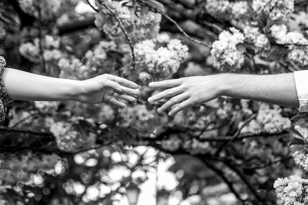 Familienbeziehungen Hände Frühling Liebe Hände Liebhaber Paar Händchen haltend in einer Sakura Junges Liebespaar Händchen haltend Schwarz und weiß