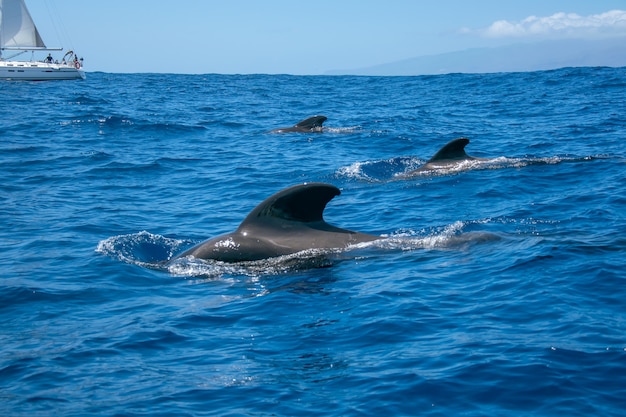 Familiendelphine, die im blauen Ozean in Teneriffa smimming sind