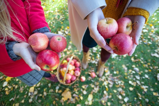 Familienernte - das Mädchen hält saftige Äpfel in der Nähe eines Korbes mit Äpfeln im Garten