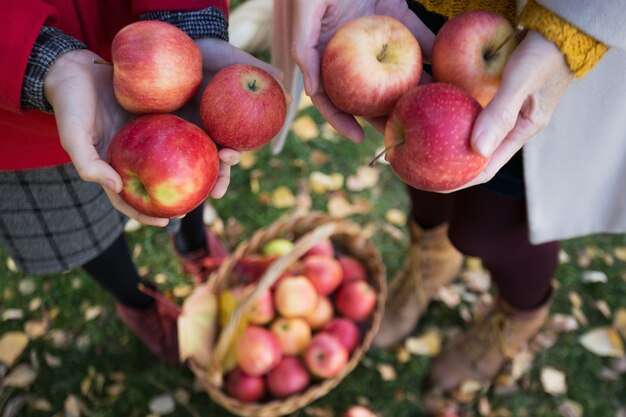 Familienernte - das Mädchen hält saftige Äpfel in der Nähe eines Korbes mit Äpfeln im Garten