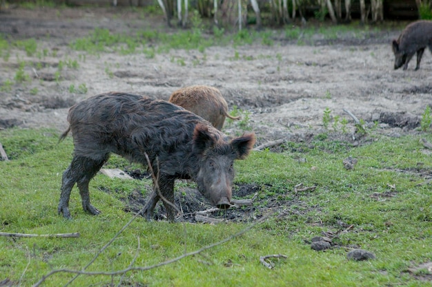 Familiengruppe von Warzenschweinen, die gemeinsam Grasnahrung essen